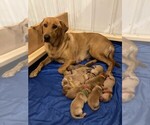 Small Labrador Retriever