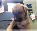 Small Mutt
