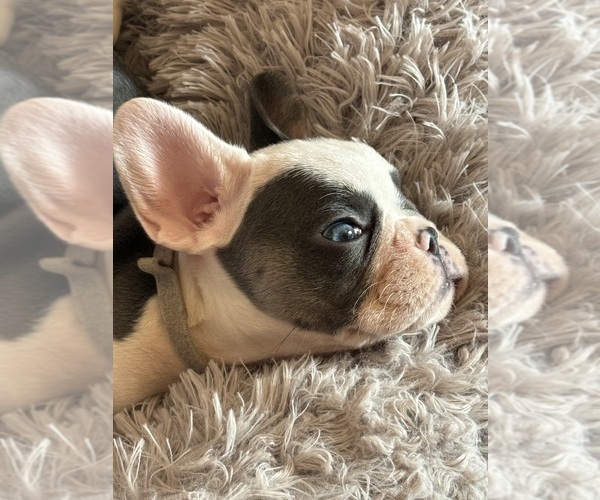 Medium Photo #12 French Bulldog Puppy For Sale in TUCSON, AZ, USA