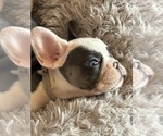 Small Photo #12 French Bulldog Puppy For Sale in TUCSON, AZ, USA