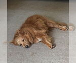 Small #3 Finnish Spitz Mix