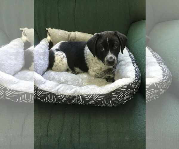 Medium Photo #2 Beagle-Unknown Mix Puppy For Sale in Tampa, FL, USA