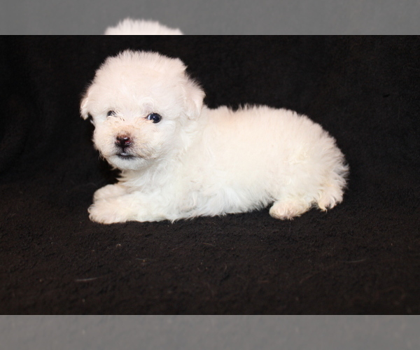 Medium Photo #7 Bichon Frise Puppy For Sale in BLOOMINGTON, IN, USA