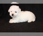 Small Photo #7 Bichon Frise Puppy For Sale in BLOOMINGTON, IN, USA