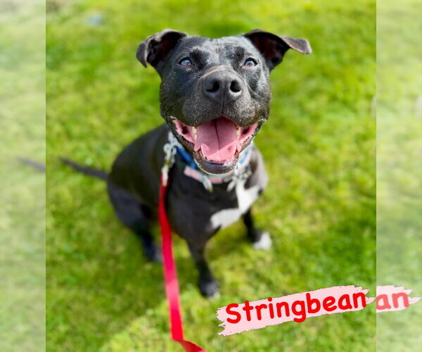 Medium Photo #1 American Pit Bull Terrier Puppy For Sale in Berkeley, CA, USA