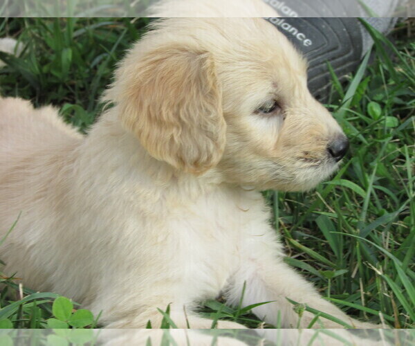 Medium Photo #6 Goldendoodle Puppy For Sale in WAYNESVILLE, MO, USA