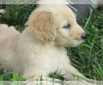 Small Photo #6 Goldendoodle Puppy For Sale in WAYNESVILLE, MO, USA