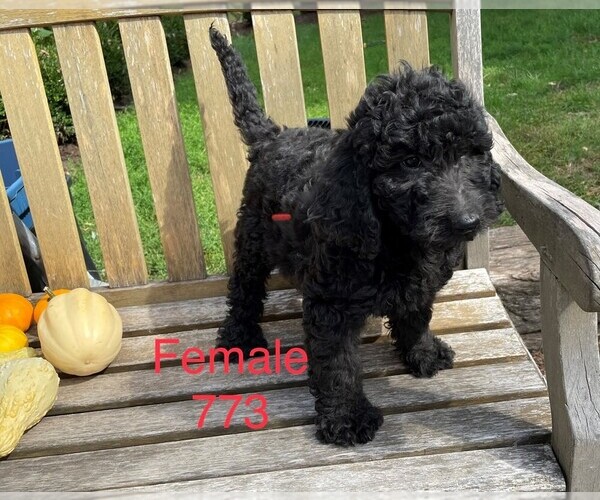 Medium Photo #6 Goldendoodle-Poodle (Standard) Mix Puppy For Sale in CLARE, IL, USA