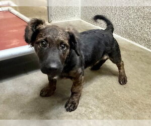 Dachshund-Unknown Mix Dogs for adoption in Santa Rosa, CA, USA