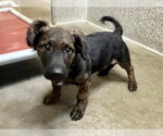 *STEELER - Male Dachshund-Unknown Mix Dog for Adoption - Small photo