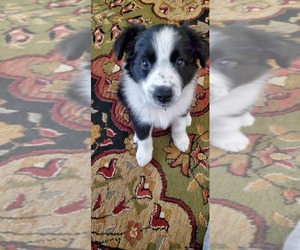 Border Collie Puppy for sale in CAVE JUNCTION, OR, USA