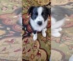 Small Border Collie