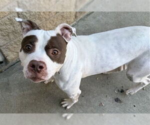 American Pit Bull Terrier-Unknown Mix Dogs for adoption in Aurora, IL, USA