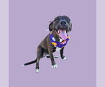 HAPPY - Female Mutt Dog for Adoption - Small photo