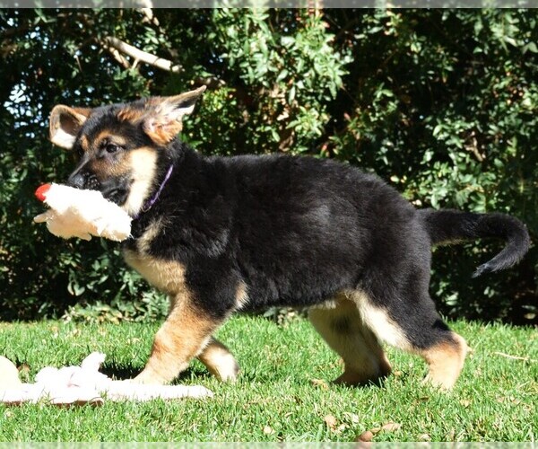 Medium Photo #6 German Shepherd Dog Puppy For Sale in MURRIETA, CA, USA