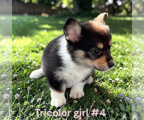 Medium Photo #8 Pembroke Welsh Corgi Puppy For Sale in MONTPELIER, OH, USA