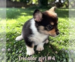 Small #7 Pembroke Welsh Corgi