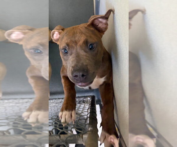 Medium Photo #1 Mutt Puppy For Sale in Glen Allen, VA, USA