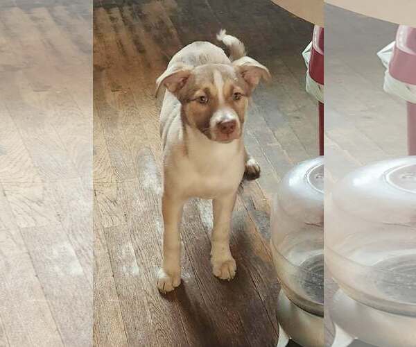 Medium Photo #1 Labsky Puppy For Sale in SHERBURNE, NY, USA