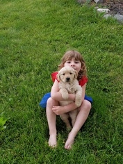 Golden Retriever Puppy for sale in FLUSHING, MI, USA