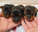 Small Photo #4 Yorkshire Terrier Puppy For Sale in NORCO, CA, USA