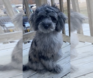 Cockapoo Puppy for sale in CHESTER, VA, USA