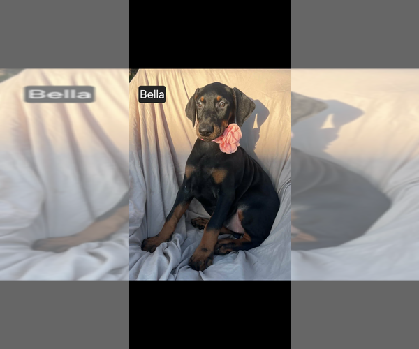 Medium Photo #9 Doberman Pinscher Puppy For Sale in POMEROY, OH, USA