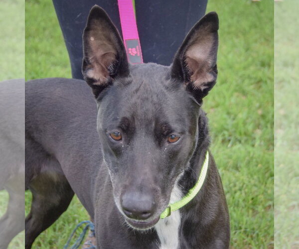 Medium Photo #1 German Shepherd Dog-Unknown Mix Puppy For Sale in Huntley, IL, USA
