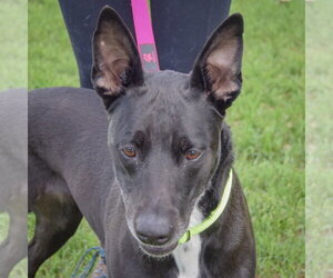 German Shepherd Dog-Unknown Mix Dogs for adoption in Huntley, IL, USA