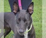 Pancake - Female German Shepherd Dog-Unknown Mix Dog for Adoption - Small photo