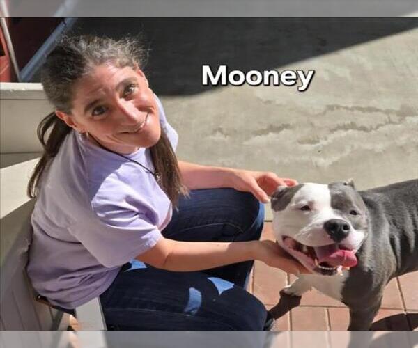 Medium Photo #1 Staffordshire Bull Terrier Puppy For Sale in Derwood, MD, USA