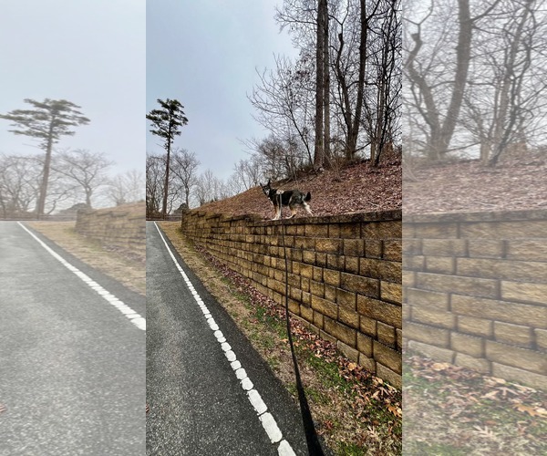 Medium Photo #14 German Shepherd Dog Puppy For Sale in New Hill, NC, USA