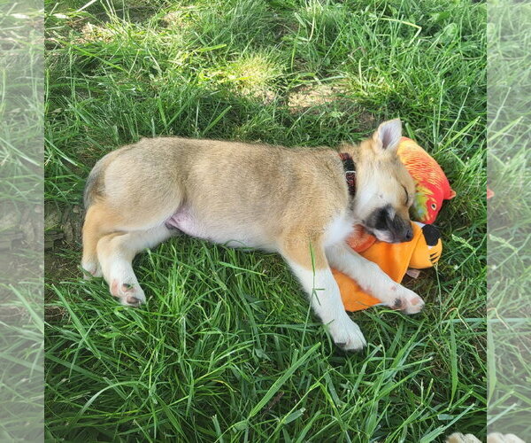 Medium Photo #2 Australian Kelpie-Golden Retriever Mix Puppy For Sale in Germantown, OH, USA
