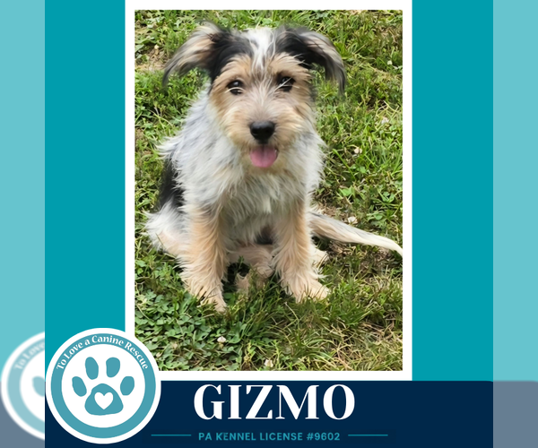 Medium Photo #1 Shih Tzu-Unknown Mix Puppy For Sale in Kimberton, PA, USA