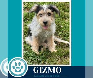 Shih Tzu-Unknown Mix Dogs for adoption in Kimberton, PA, USA