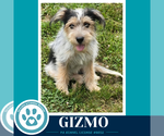 Small Shih Tzu Mix