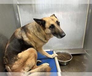 German Shepherd Dog Dogs for adoption in Downey, CA, USA