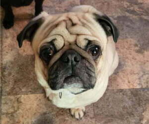 Father of the Pug puppies born on 04/07/2025