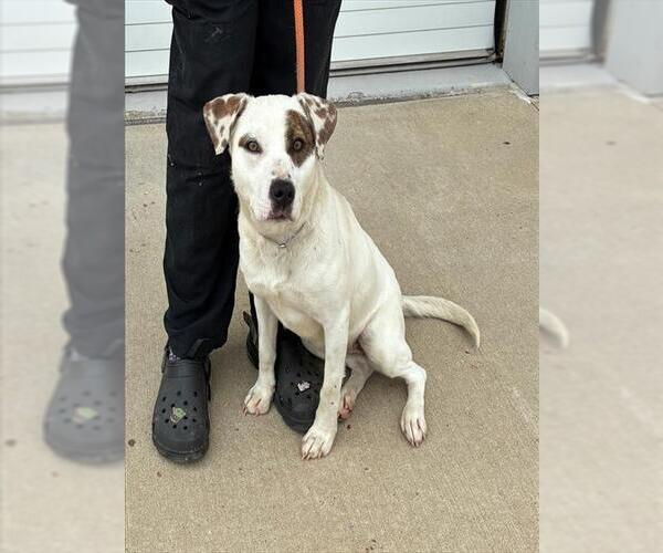 Medium Photo #1 Staffordshire Bull Terrier-Unknown Mix Puppy For Sale in Louisville, KY, USA