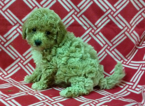 Medium Photo #1 Goldendoodle (Miniature) Puppy For Sale in CONOWINGO, MD, USA