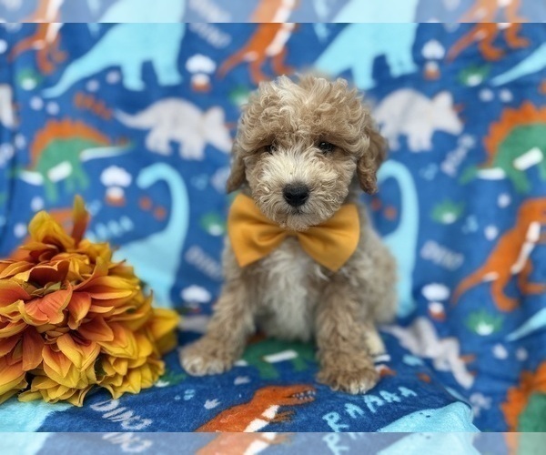 Medium Photo #2 Cock-A-Poo Puppy For Sale in LAKELAND, FL, USA