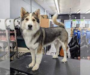 Luka - Male Siberian Husky Dog for Adoption - Photo #8