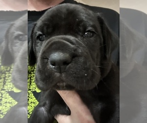 Medium Cane Corso-Daniff Mix