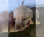 Small #13 Labrador Retriever