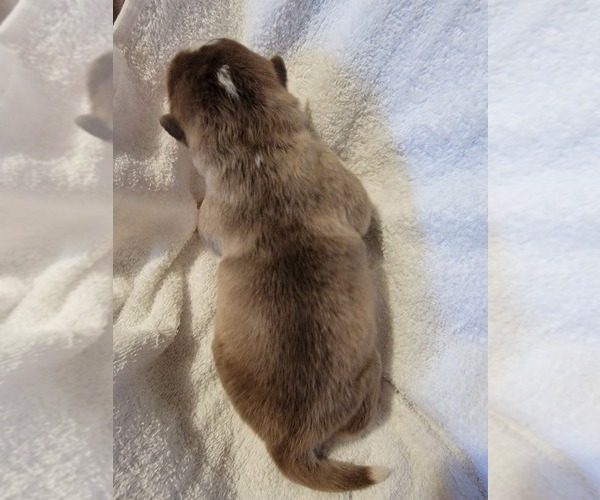 Medium Photo #2 Alaskan Malamute Puppy For Sale in BROOTEN, MN, USA