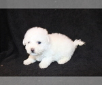 Small Photo #8 Bichon Frise Puppy For Sale in BLOOMINGTON, IN, USA