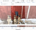 Small Photo #11 German Shepherd Dog Puppy For Sale in JEFFERSON, WI, USA