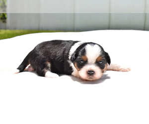Auss-Tzu Puppy for sale in PALM COAST, FL, USA
