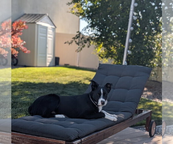 Medium Photo #2 Border Collie-Unknown Mix Puppy For Sale in Sandy, UT, USA