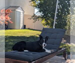 Small #1 Border Collie Mix